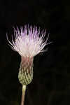 Le Conte's thistle